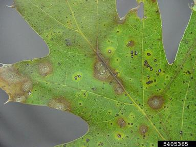 Leaf Spots (Oak)